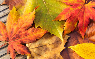 maple-leave-in-autumn-276J24P-1-400x250 Blog
